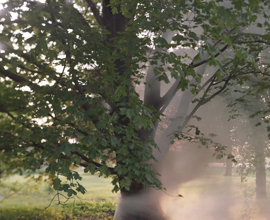   Smoke Tree , 2015 