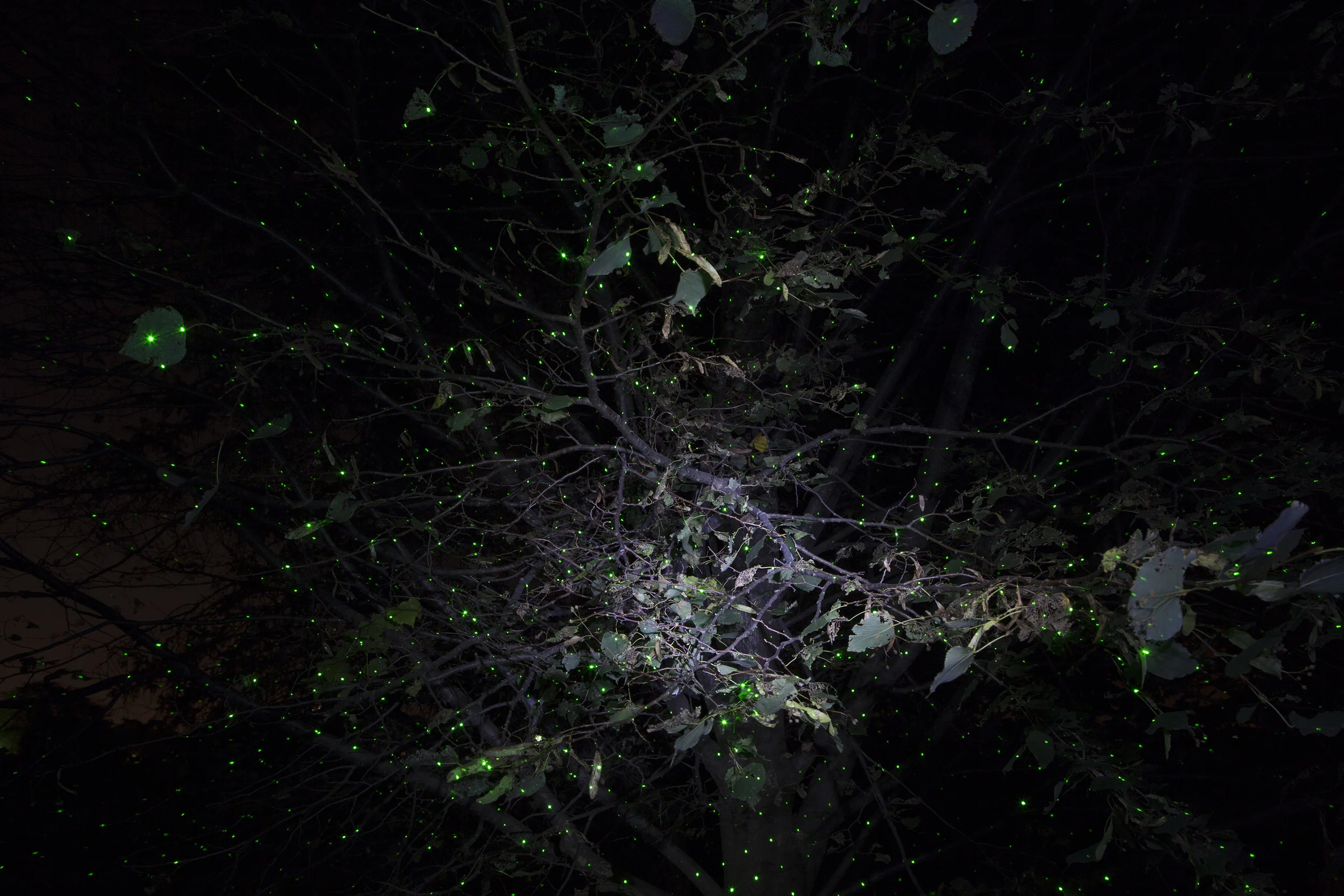 1_Green Lasers in Tree.jpg