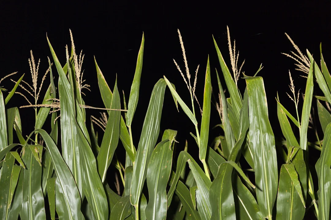   Corn , 2015 