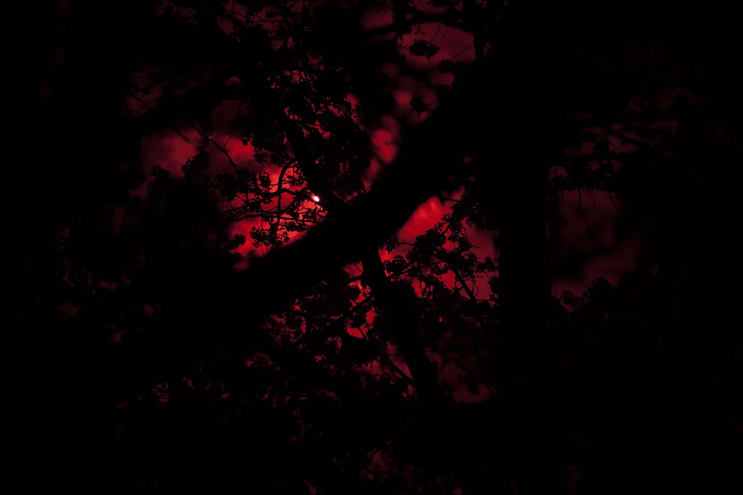   Infrared Tree,  2016 