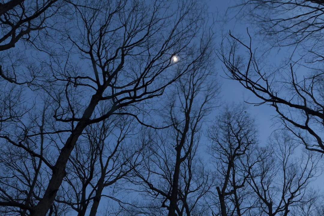   Full Moon   and Trees,  2017 