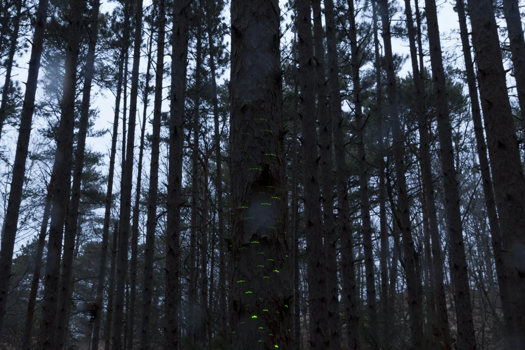   Tracing Spirits (Forest) , 2017 