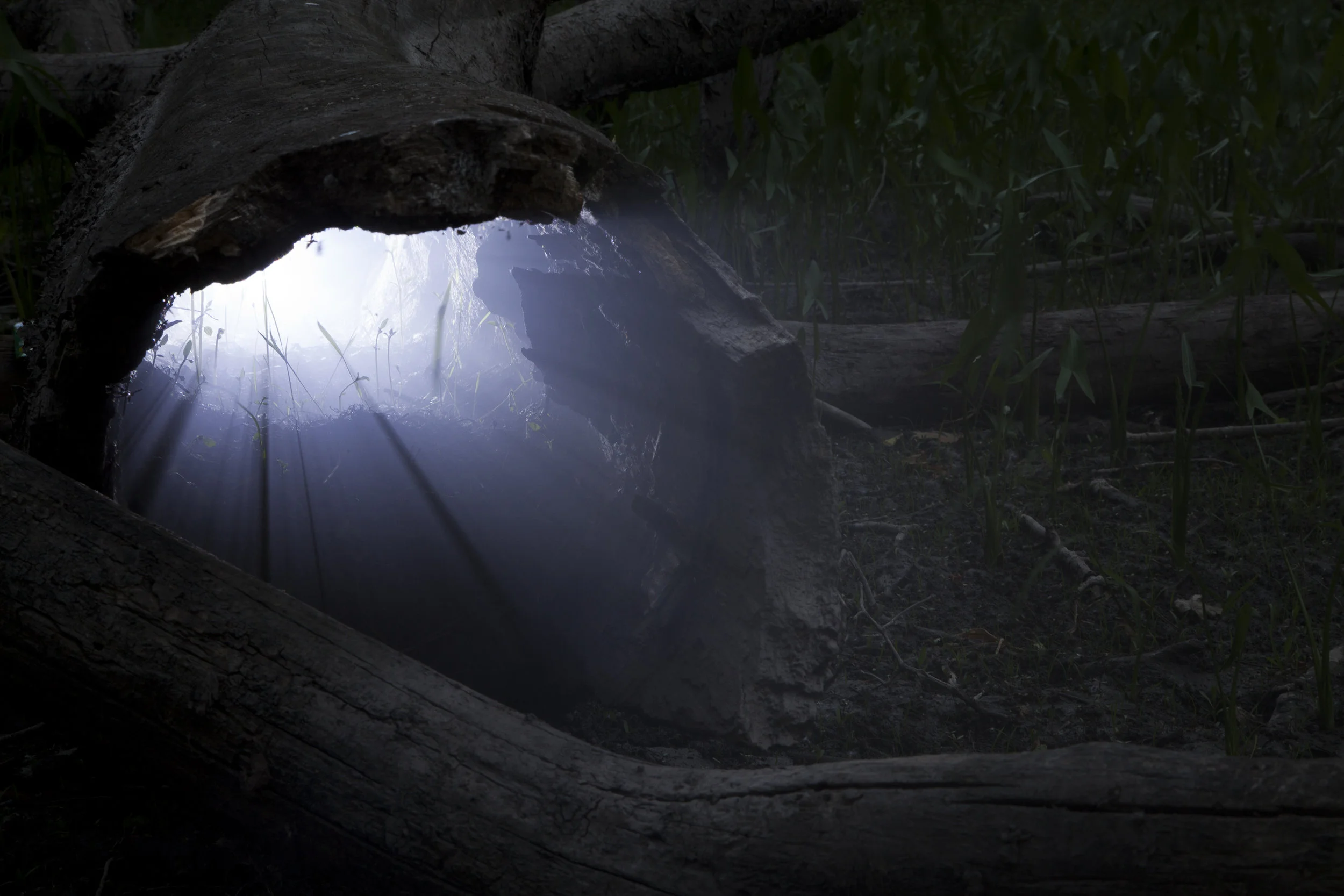   Hollow Log , 2017 