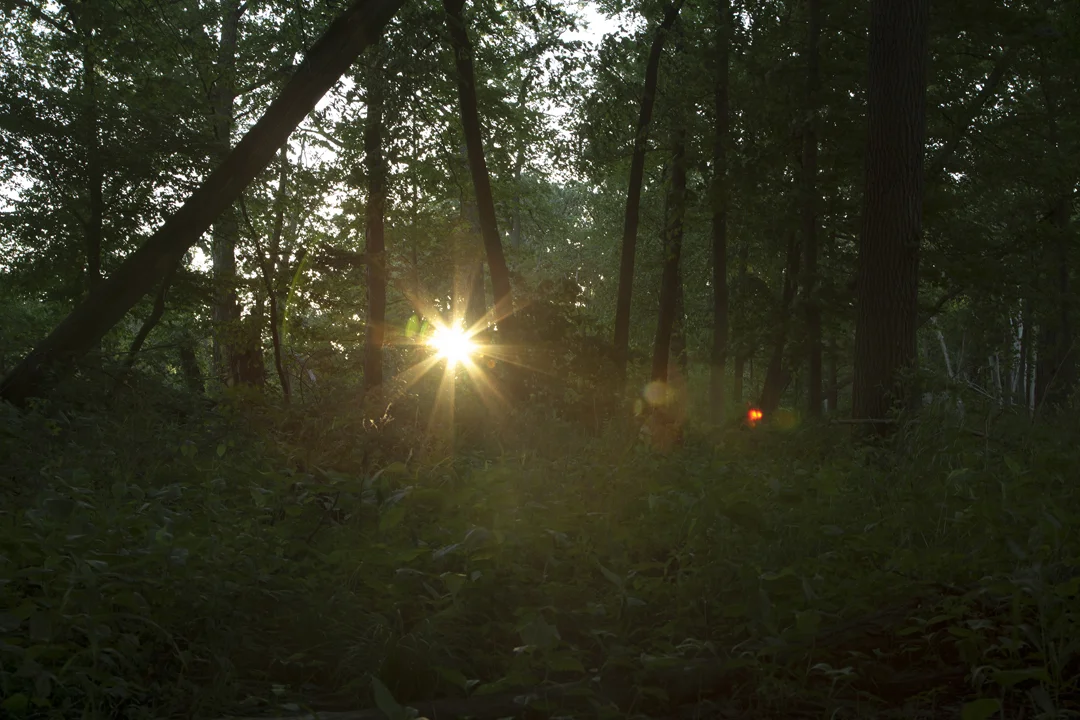   Orb in the Woods,  2017 