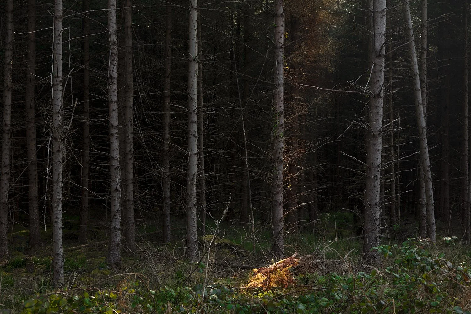   Forest, Peenemünde, Germany , 2022 