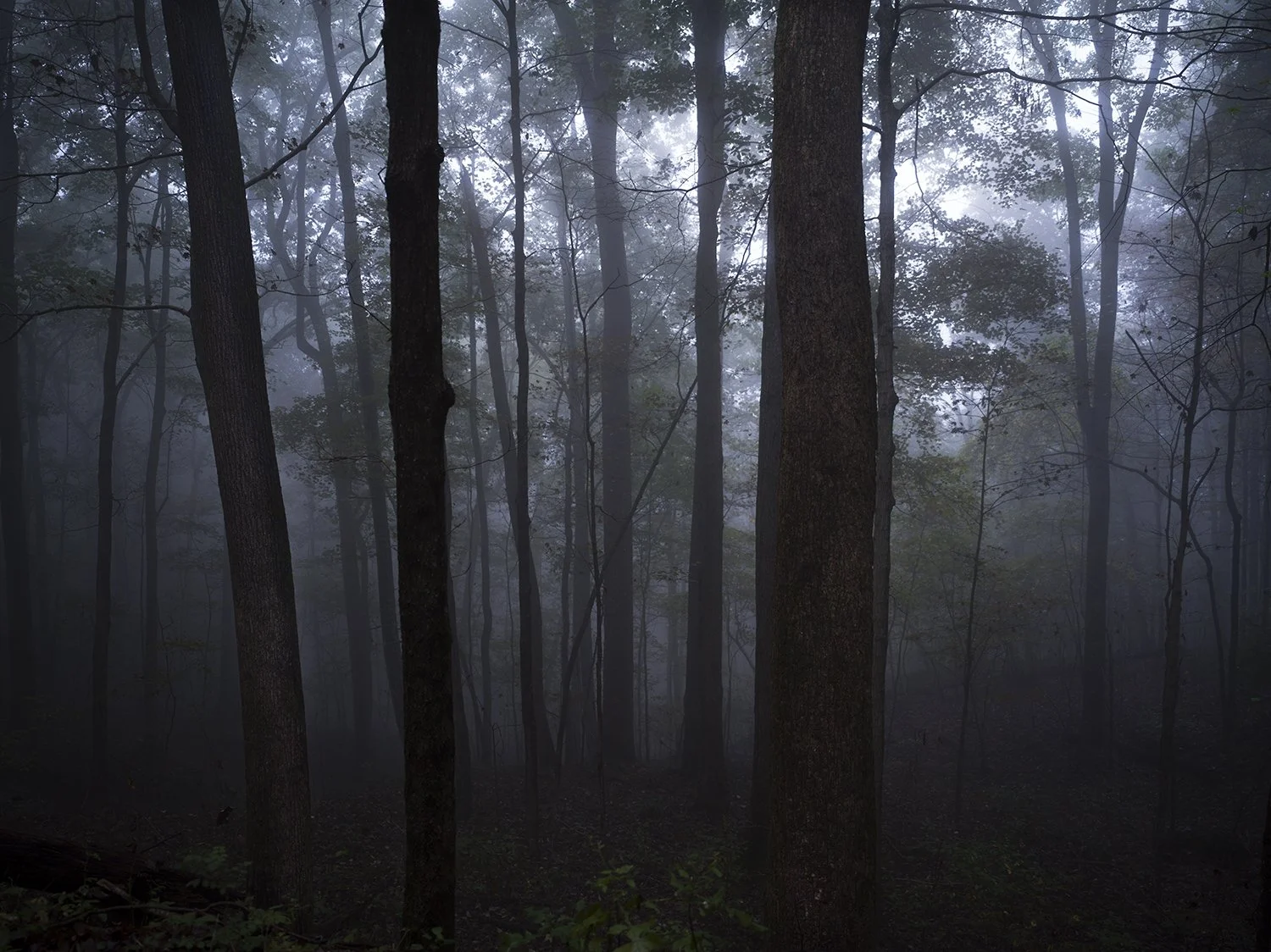   Foggy Woods Above Huntsville, AL,  2021 