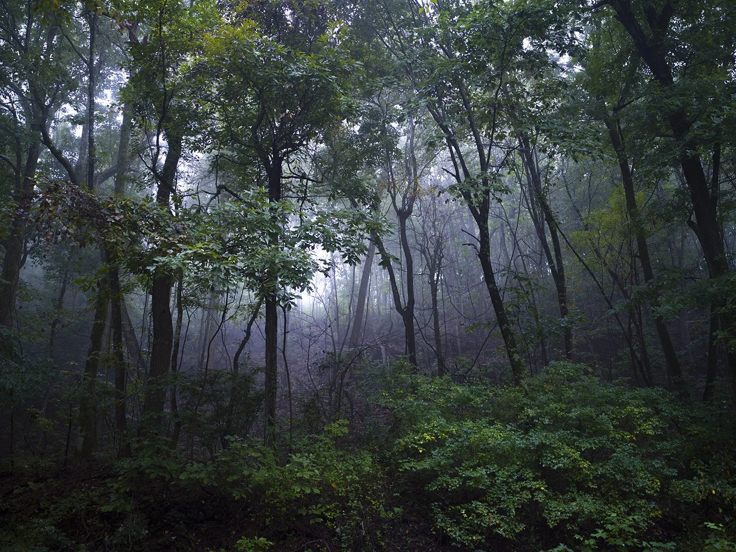   Monte Sano Woods, Alabama , 2021 