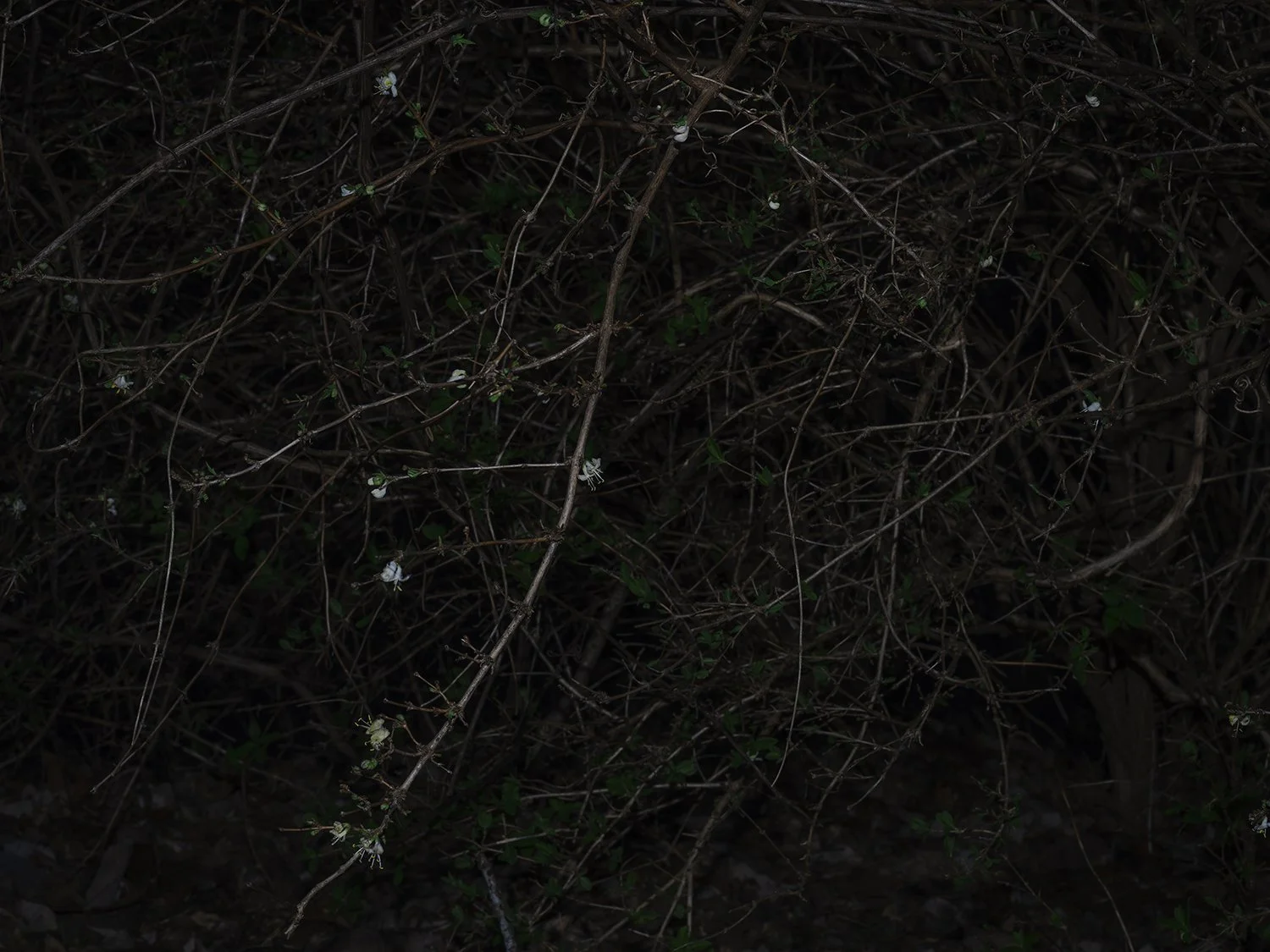   White Flowers, Huntsville, Alabama , 2023 