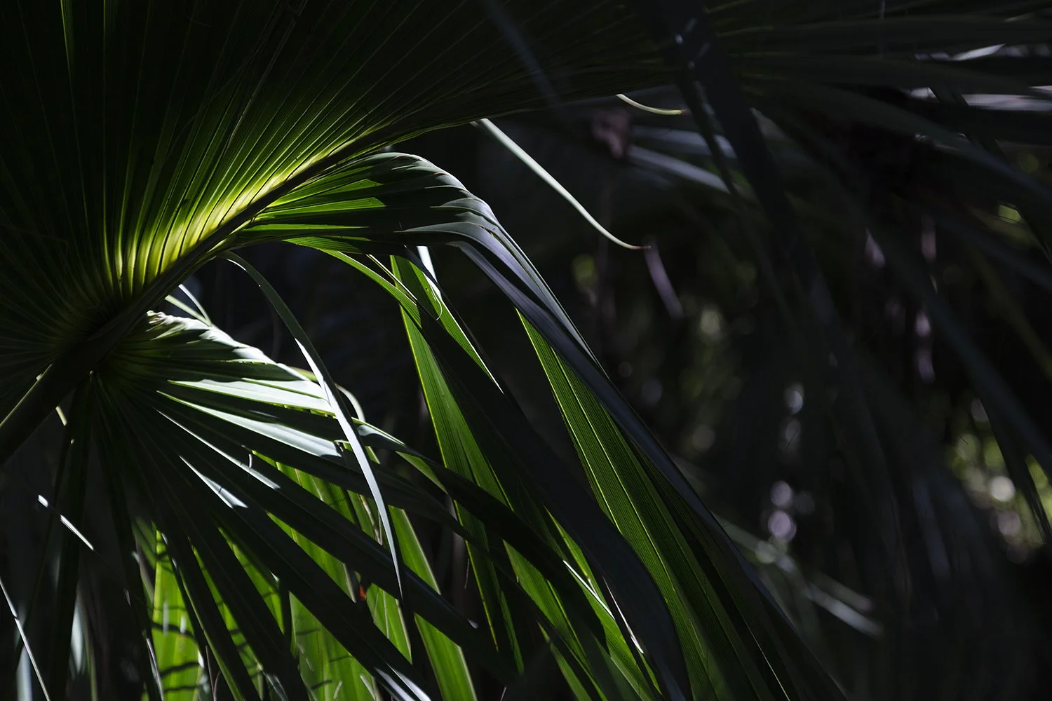   Palmetto, Cape Canaveral, Florida,  2021 