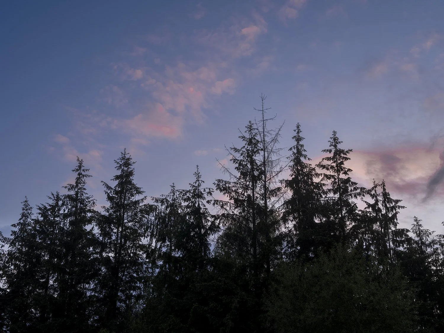   Row of Pines, Peenemünde, Germany,  2022 