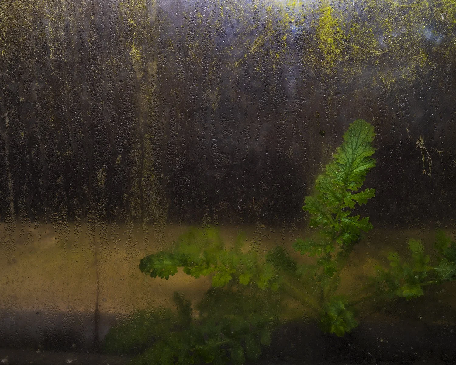   Trapped Plant, Bastion No. 3, Spike Island,  2025 