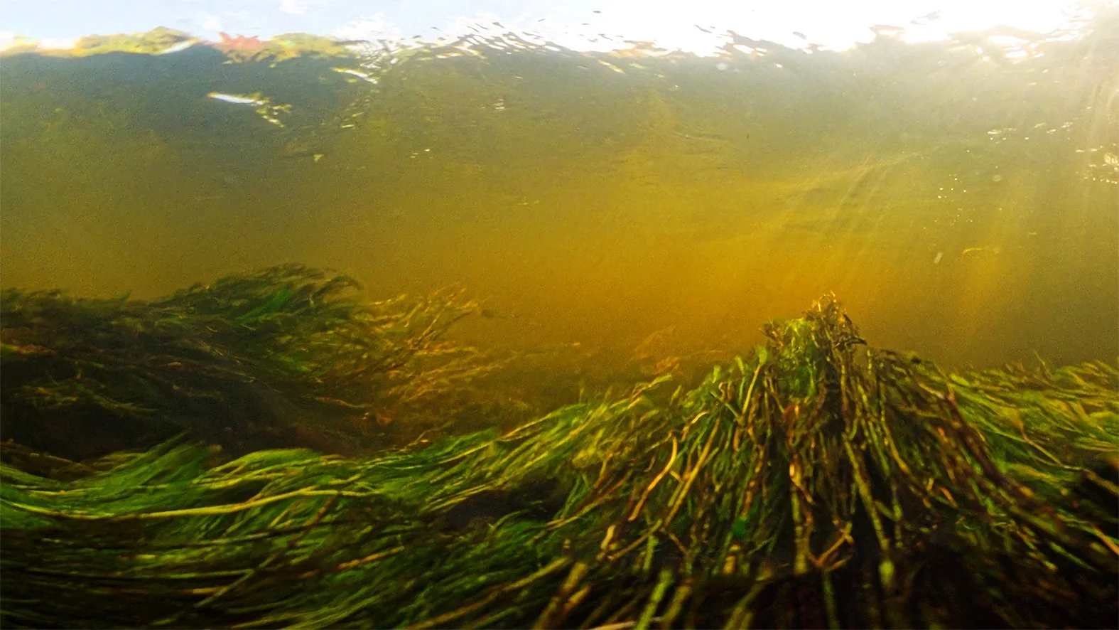   Beyond the Surface (set 2, part 1),  2025  ( Music by d. stine) 