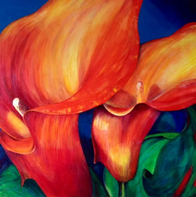 Daphne's Calla Lillies