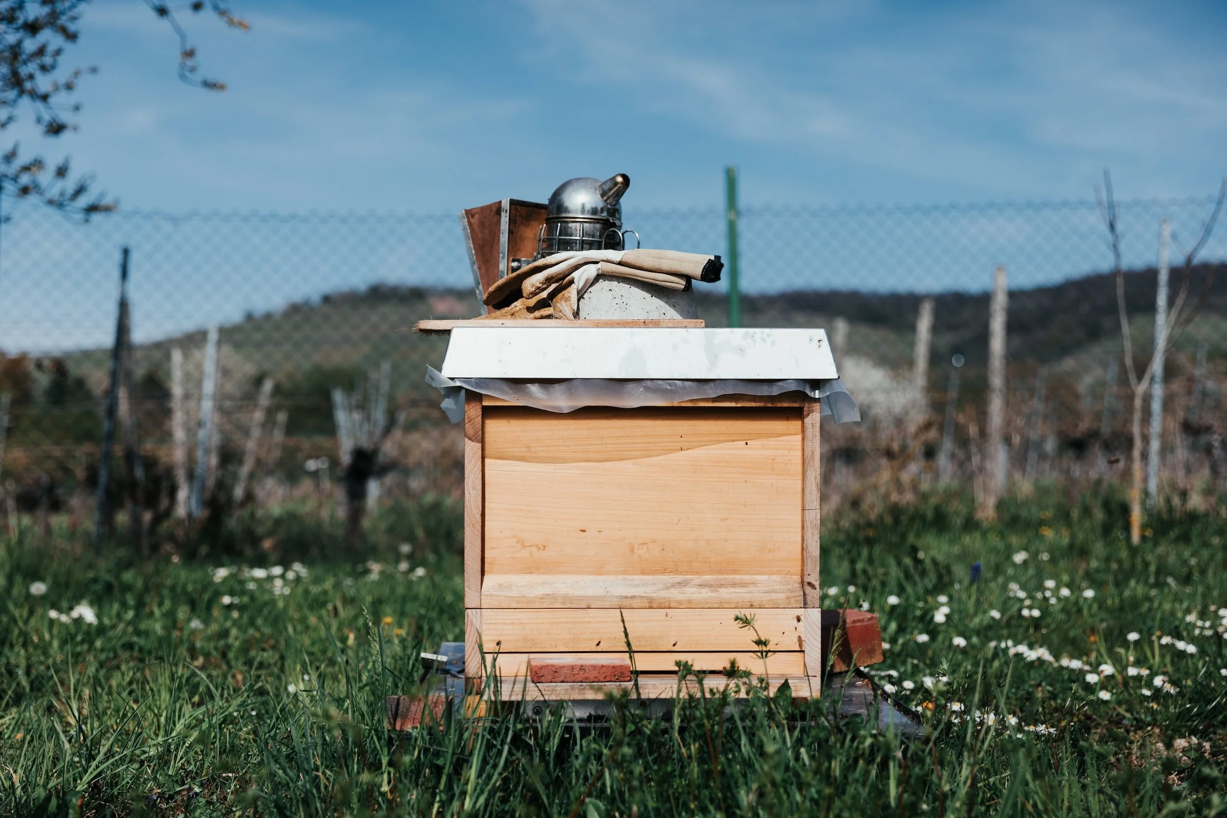 The Bees are Coming
