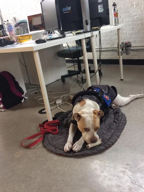 Service Dog Cash has a special place by my desk with a couple toys to entertain him if he gets bored.
