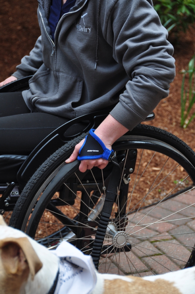 EzyDog Handy Leash in action with a standard Manual Wheelchair.