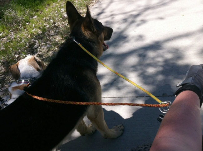 My homemade wrist attach leash for walking 2 dogs with the GRIT Freedom Chair.