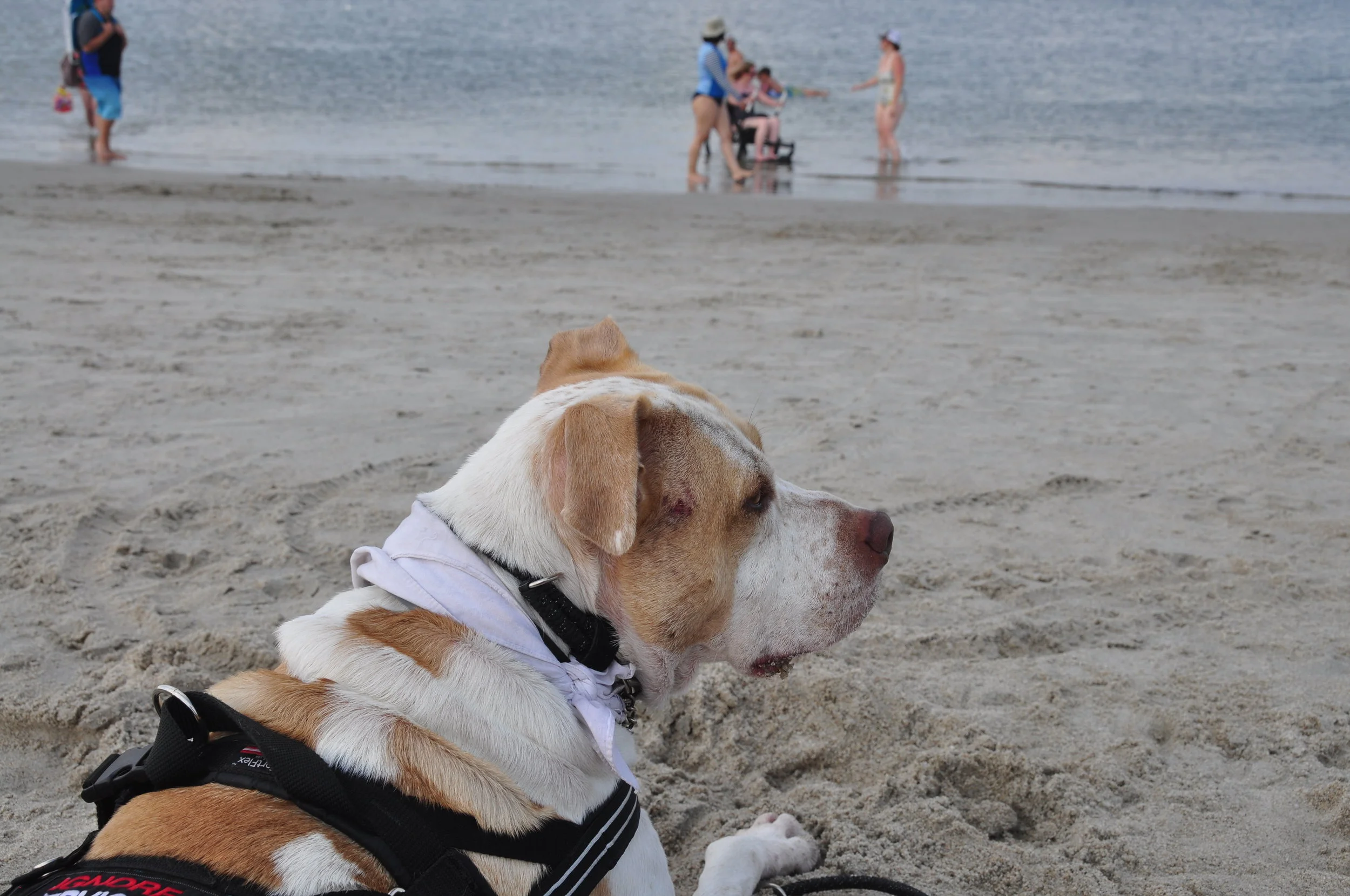 Service Dog, Cash, waited patiently on shore while I got my wheels wet.