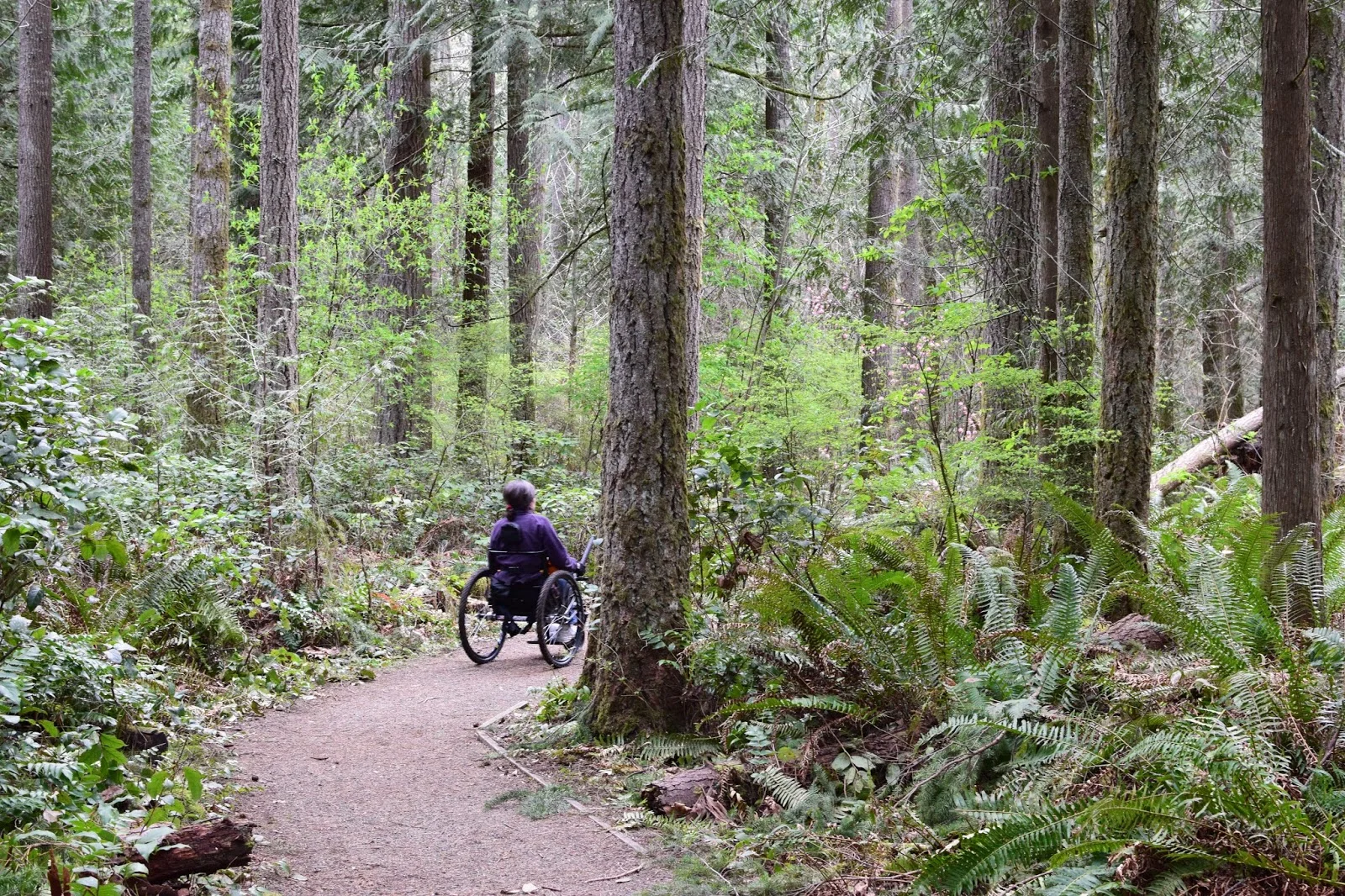 Western Washington Woods