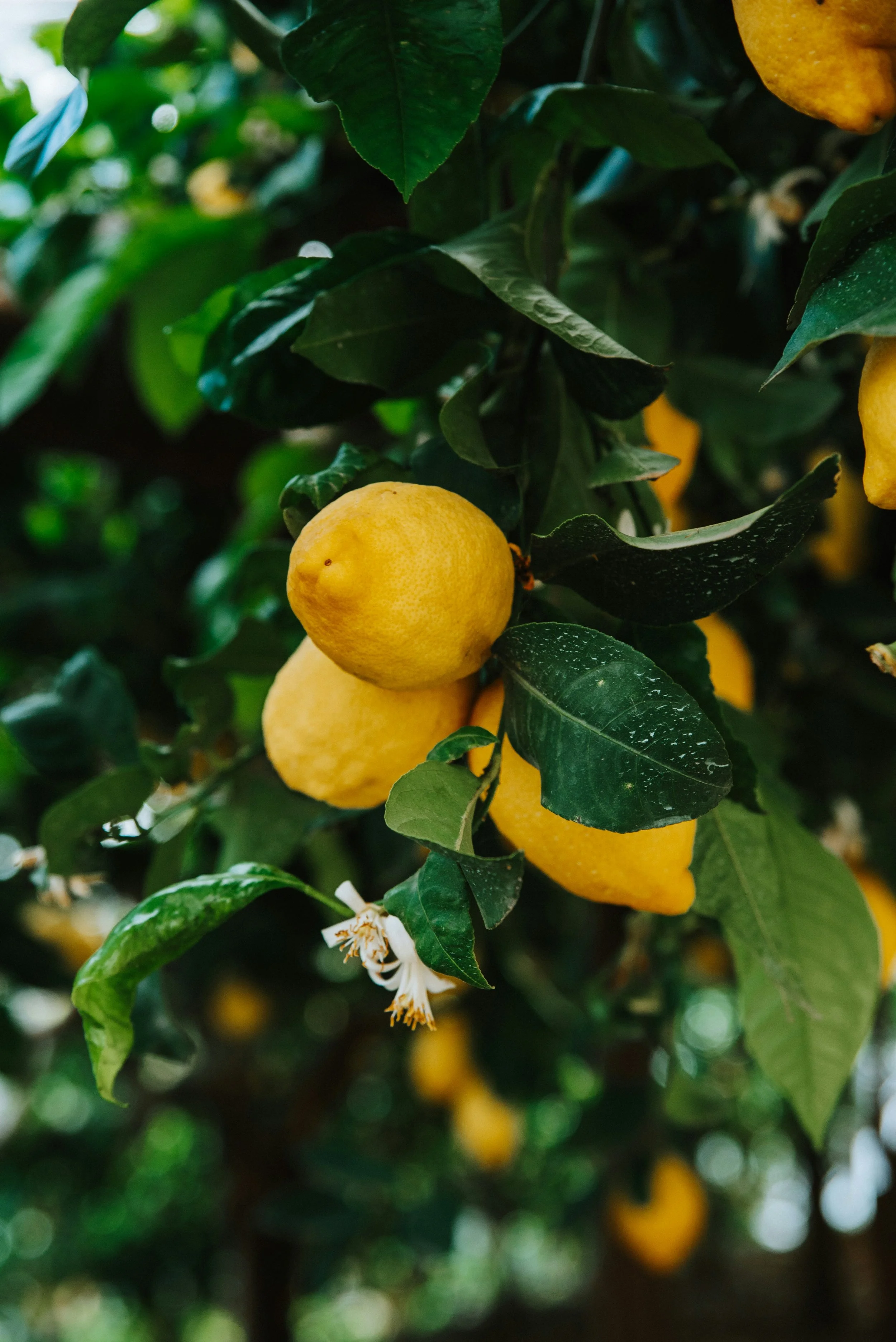 lemon for after-sun care