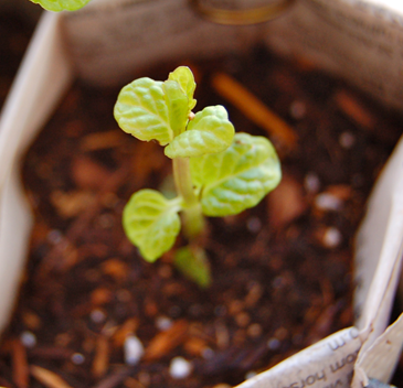 Quicken Peppermint 2