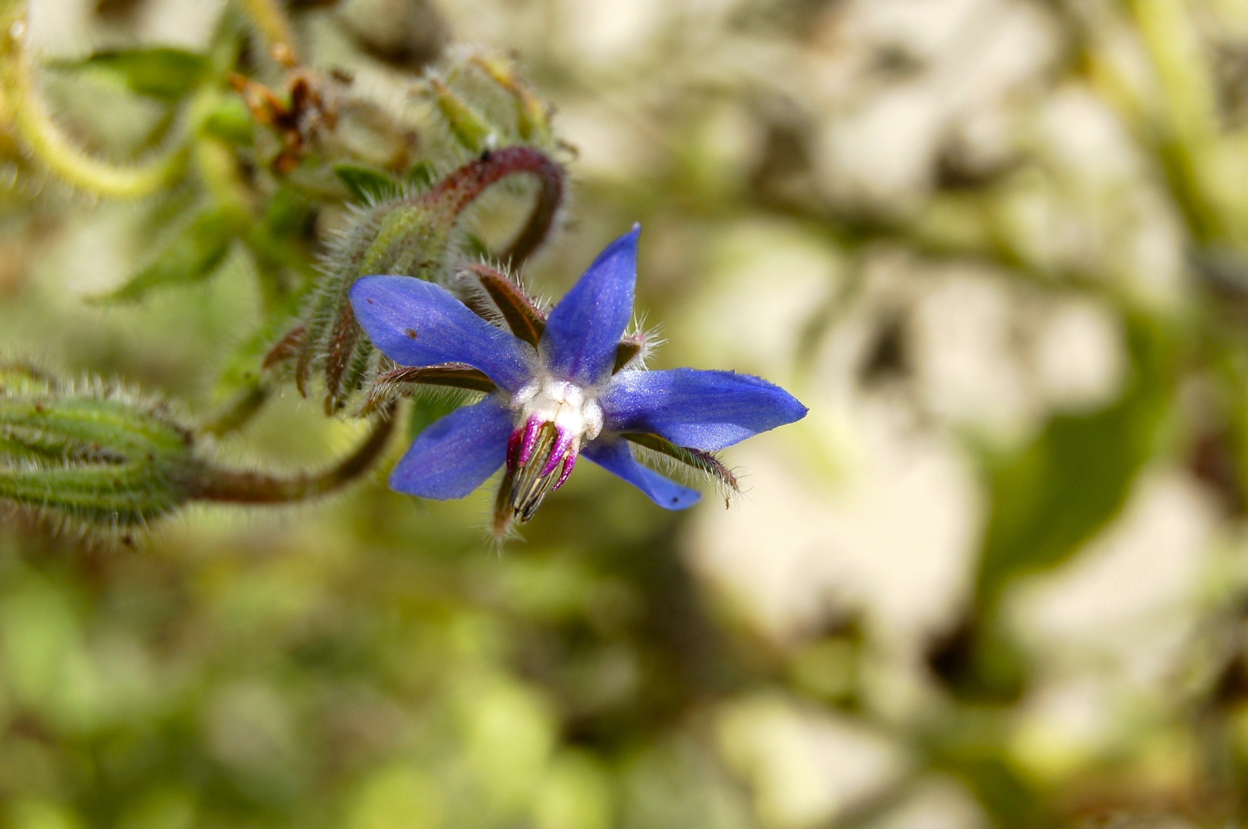 borage flower essence