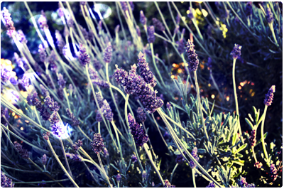 lavender plant ally