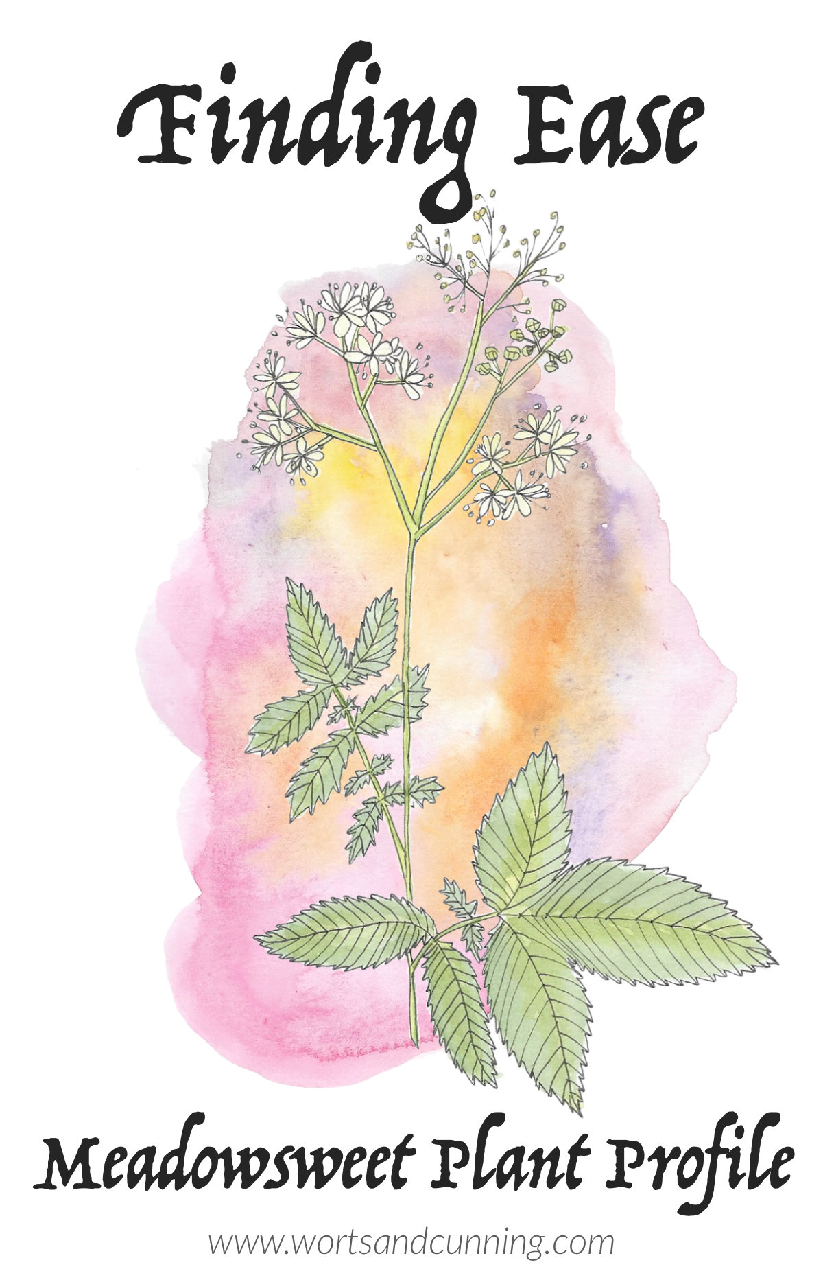 meadowsweet plant profile
