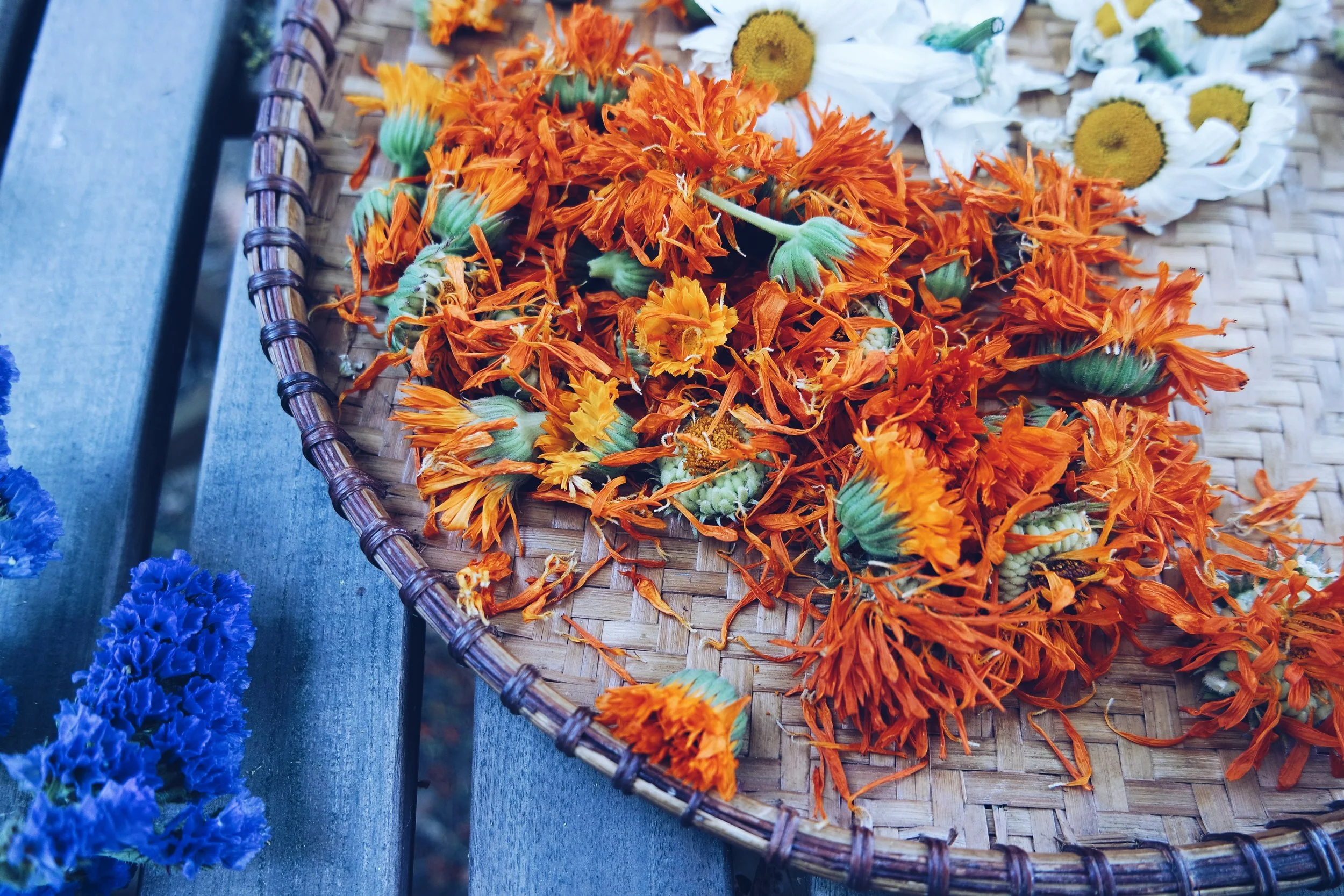 free herbalism courses