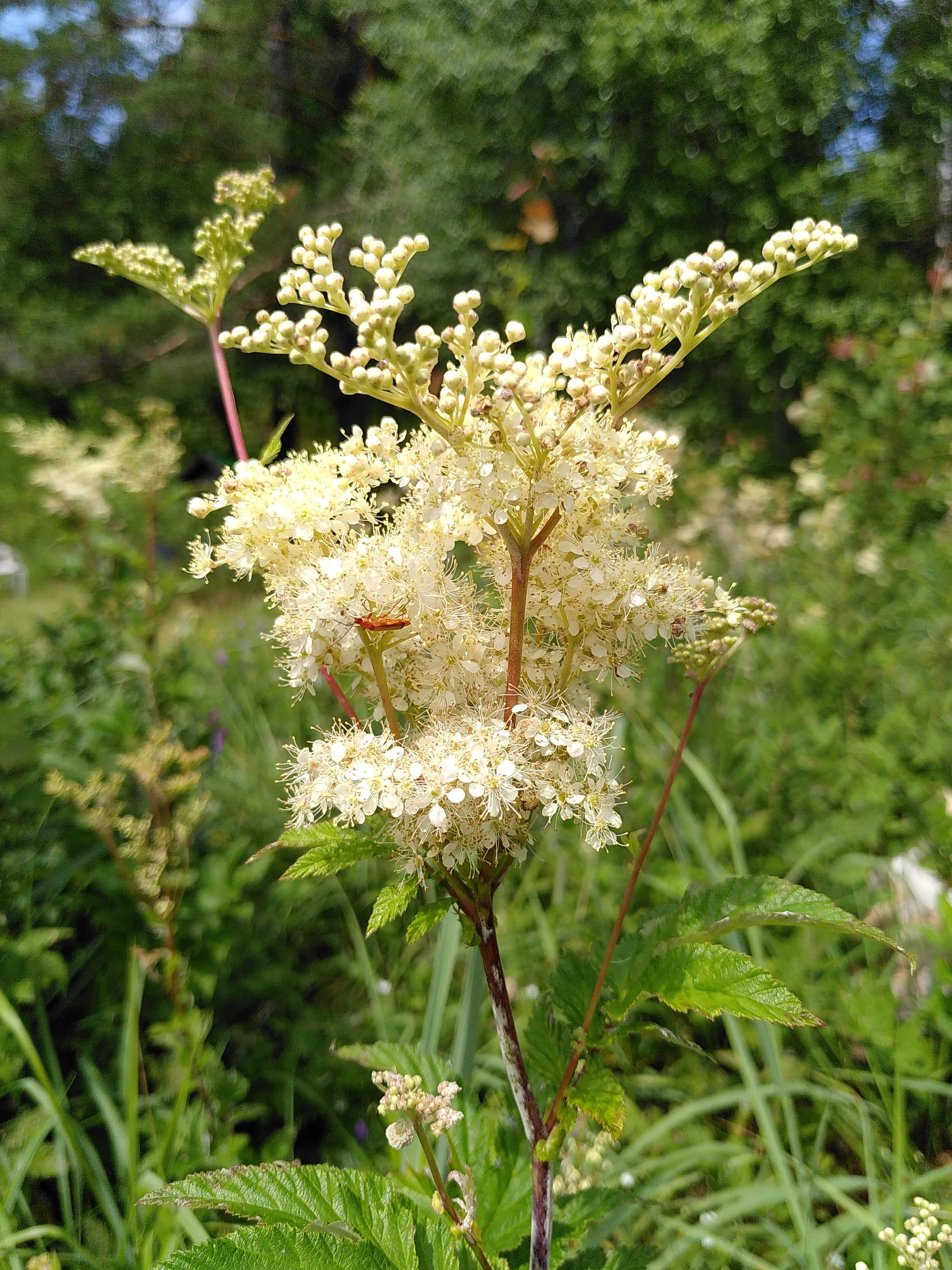 meadowsweet medicinal uses
