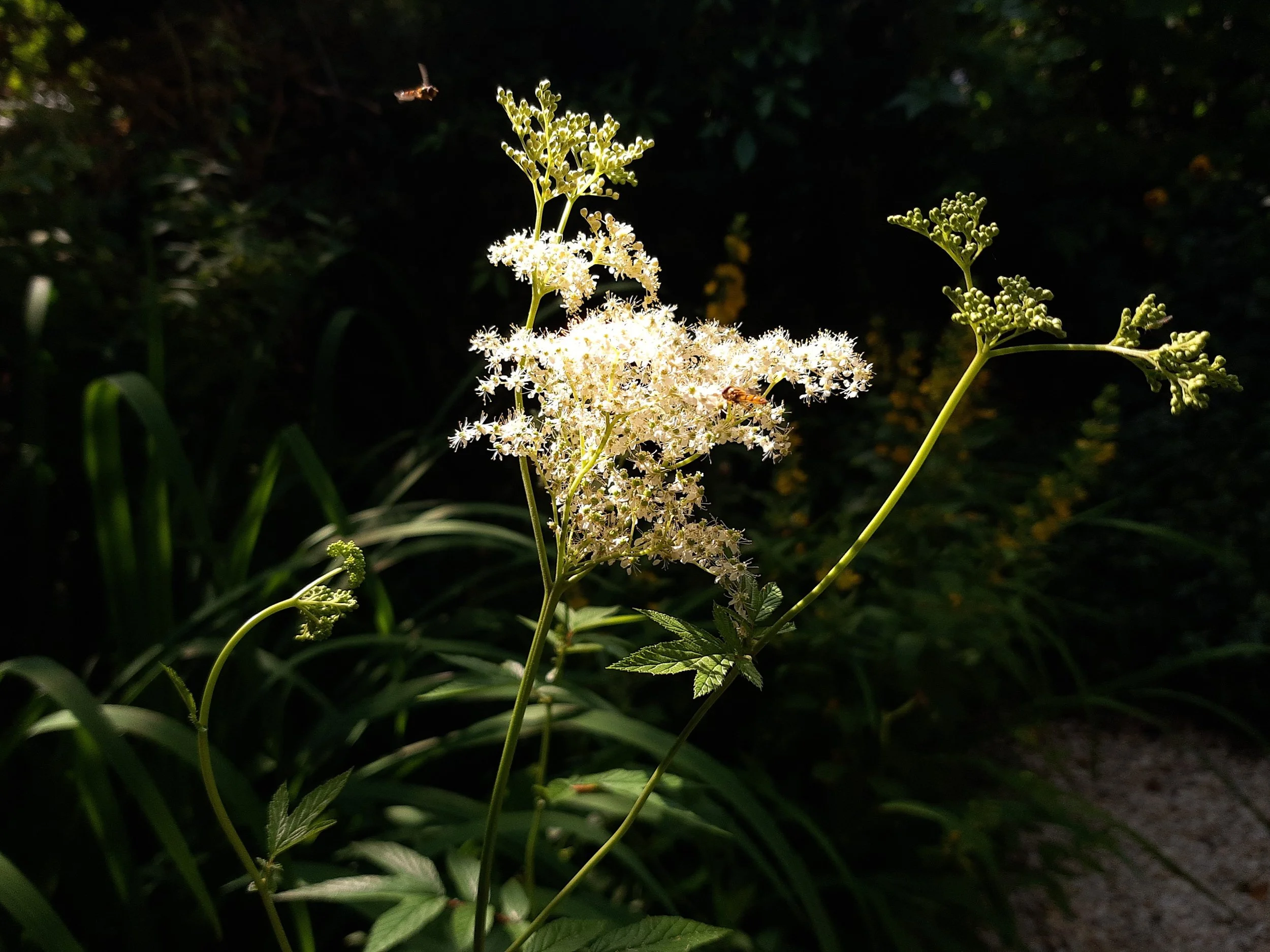 filipendula ulmaria medicinal uses meadowsweet