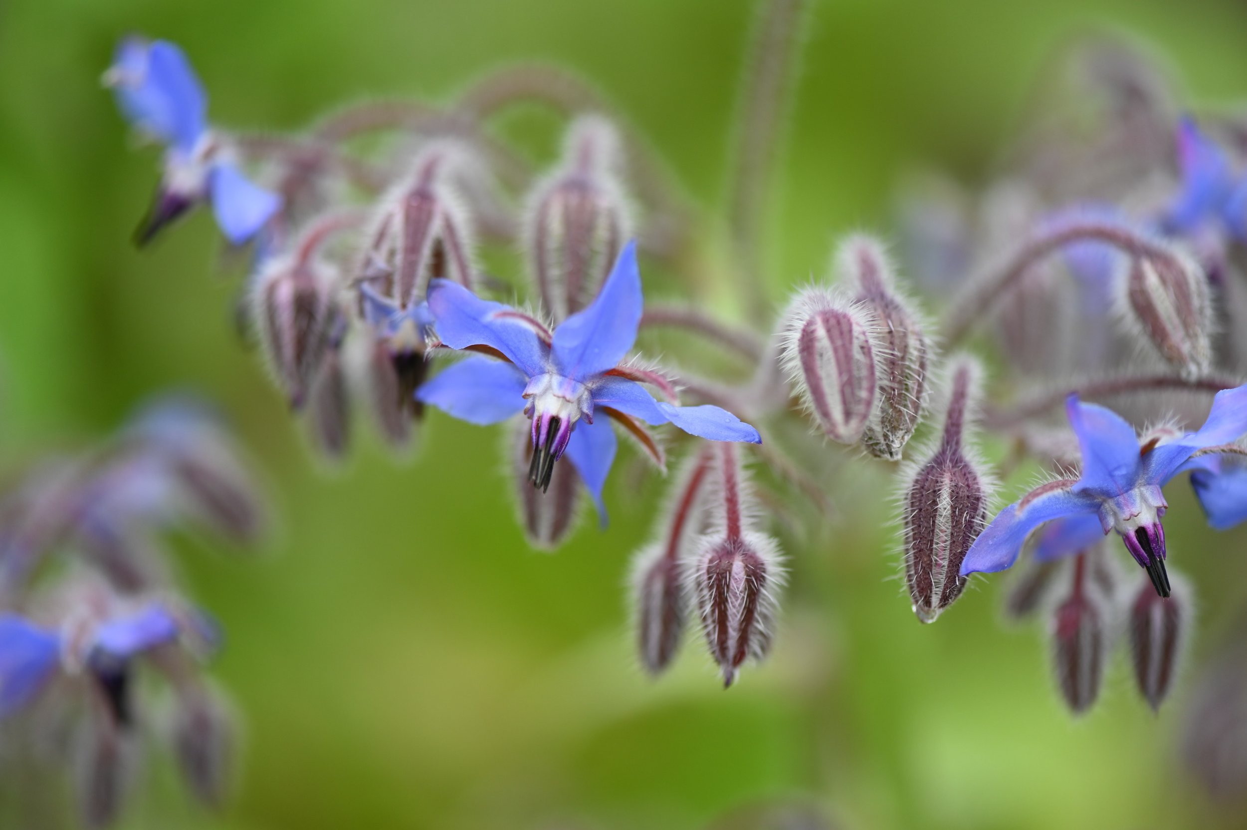 image of borage borago officinalis