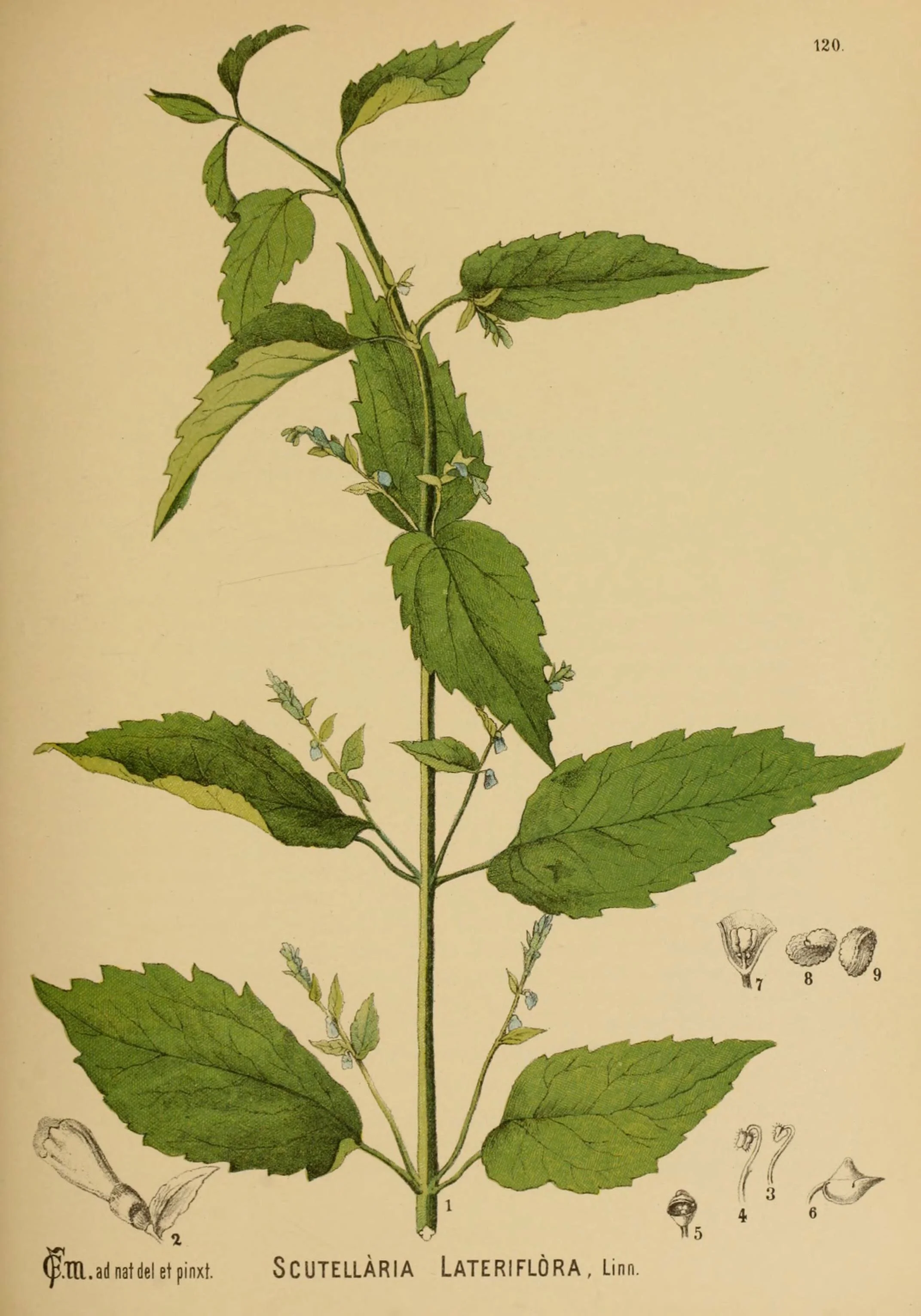 herbs for studying