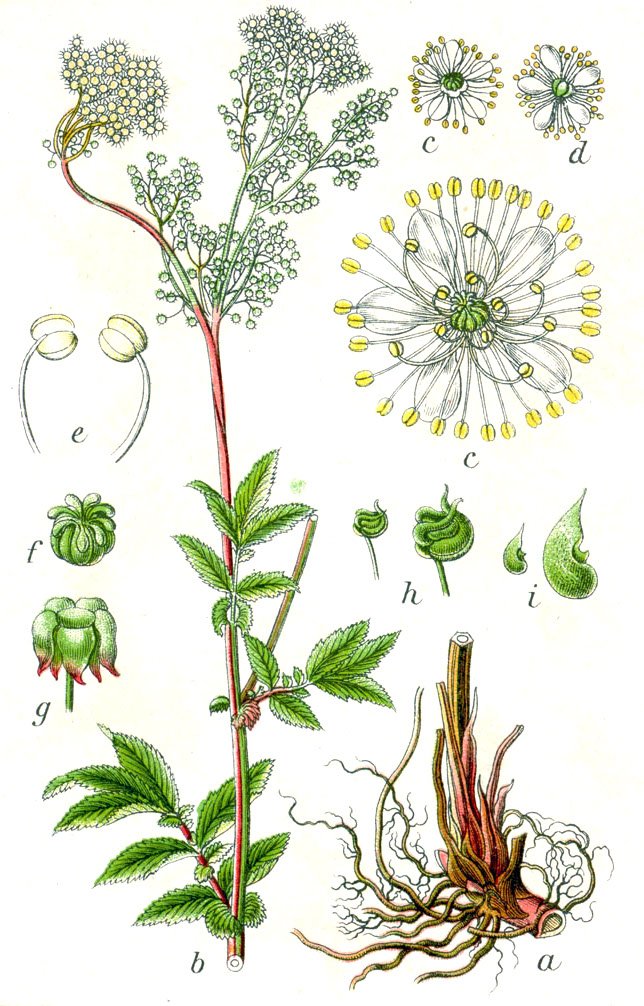 meadowsweet magickal uses