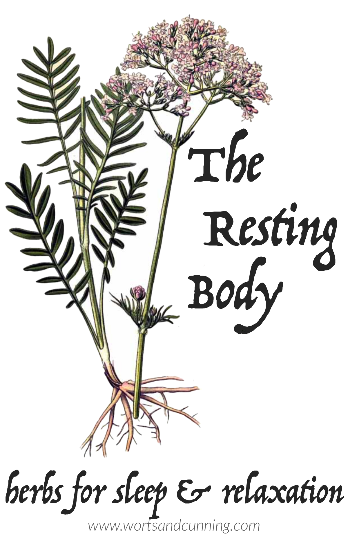 herbs for sleep and relaxation