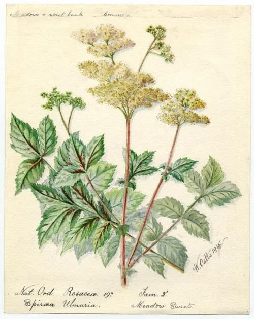 meadowsweet plant profile