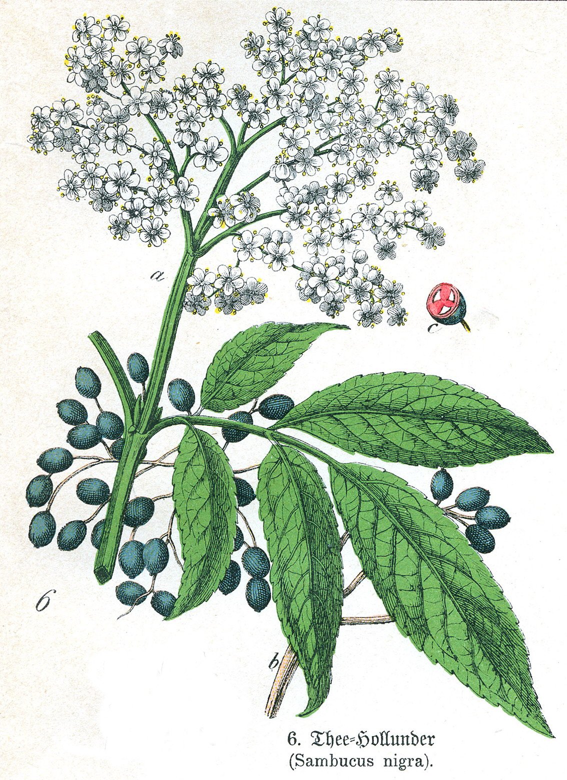 herbs for students