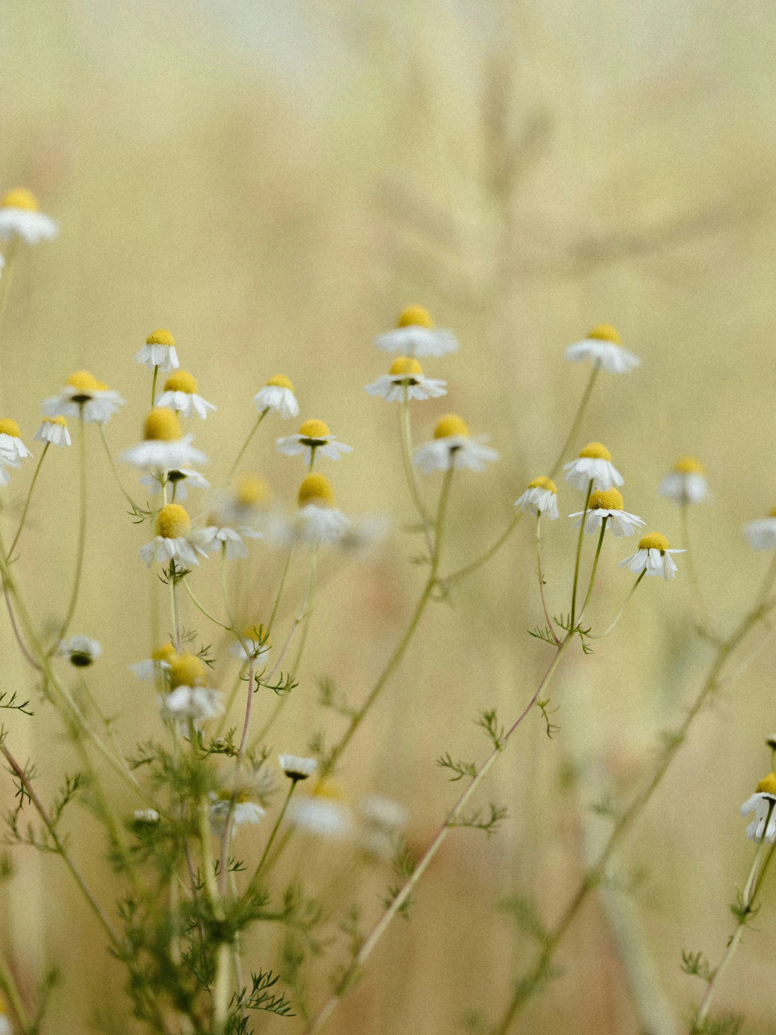 herbs allergy season herbal