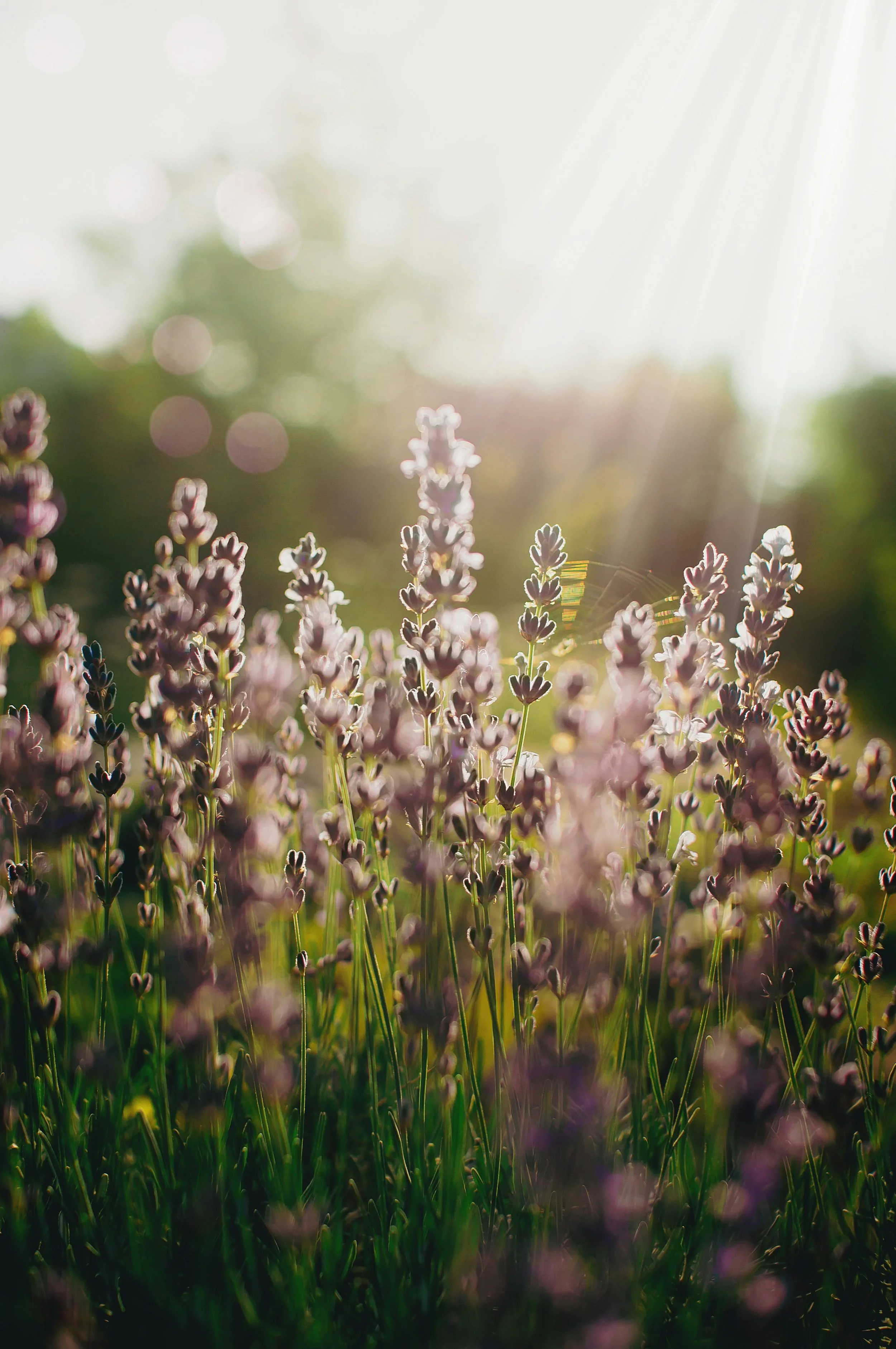 lavender for after-sun care