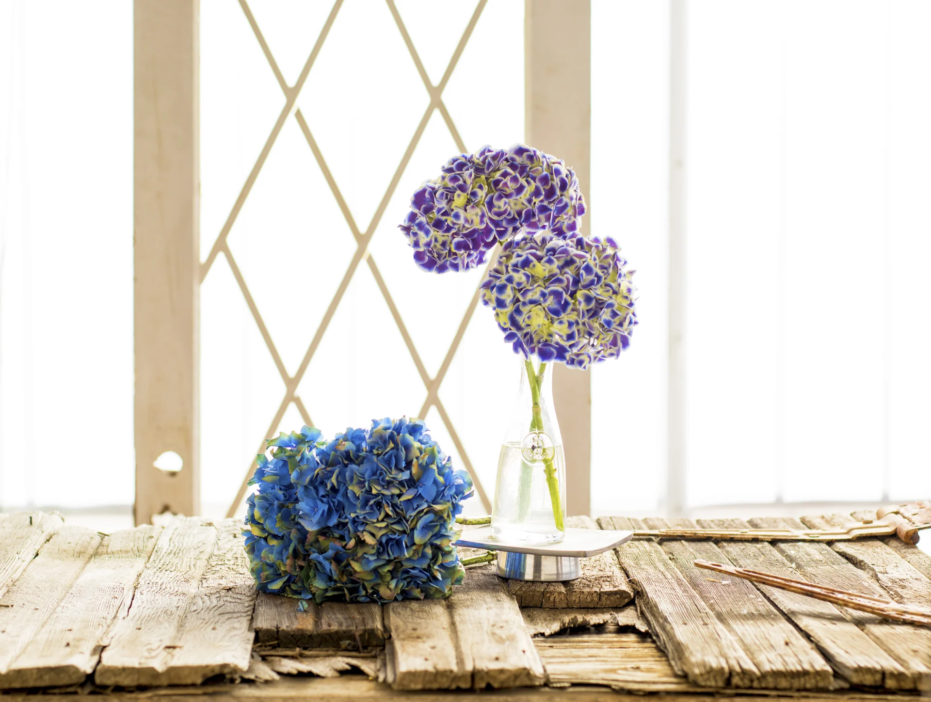 perfectpetalhydrangea.jpg
