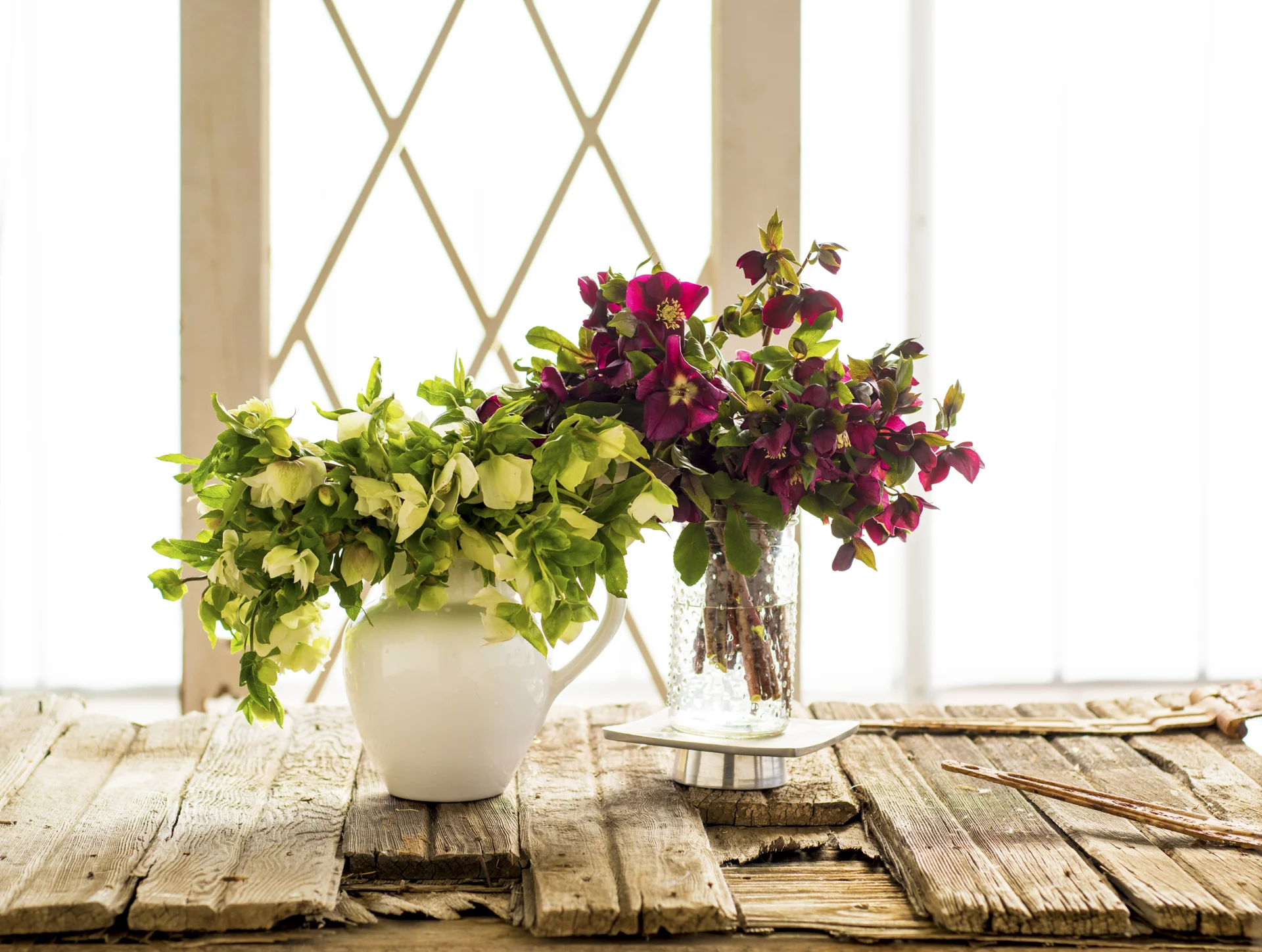 perfectpetalhellebore.jpg