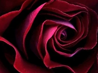 red rose dark.jpg