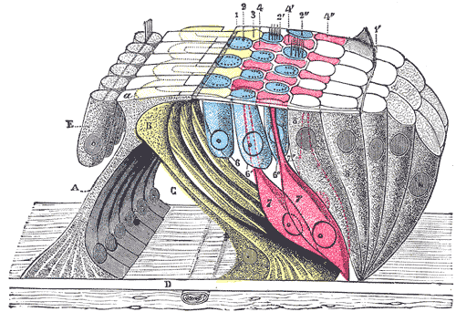 image932.gif