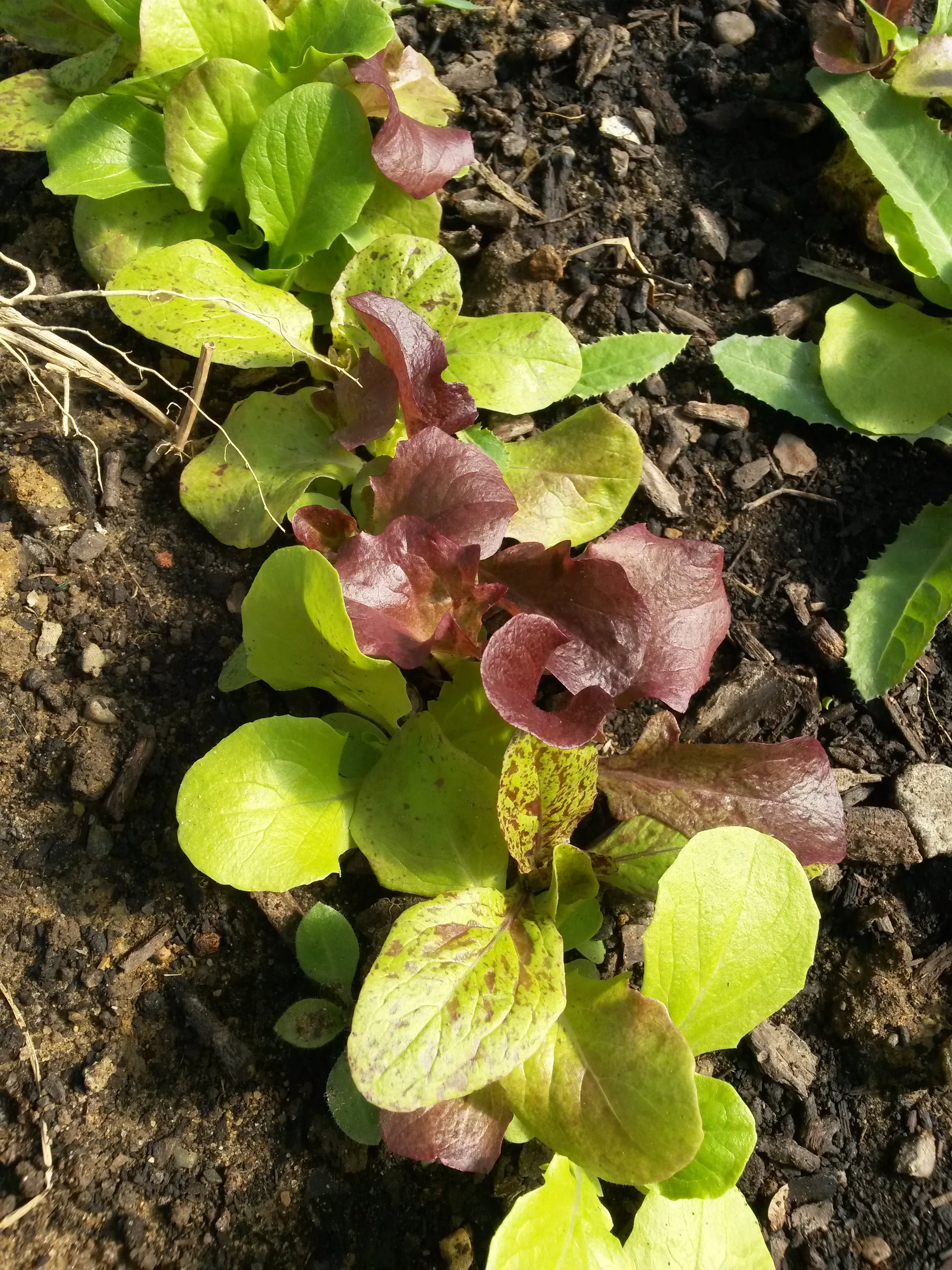Lettuce Mix — Ann Arbor Seed Company