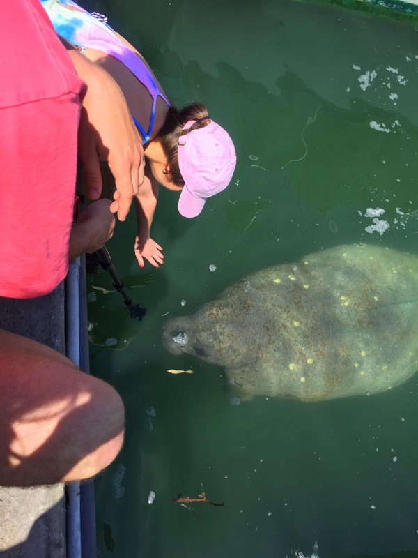 AHH! Such a cool experience! I've never been this close to a manatee EVER!!! Pretty cool! They are such gentle giants and I just wanted to jump in and hug him!!