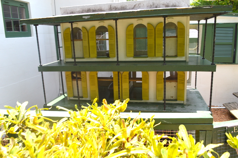 House for the Hemingway cats.
