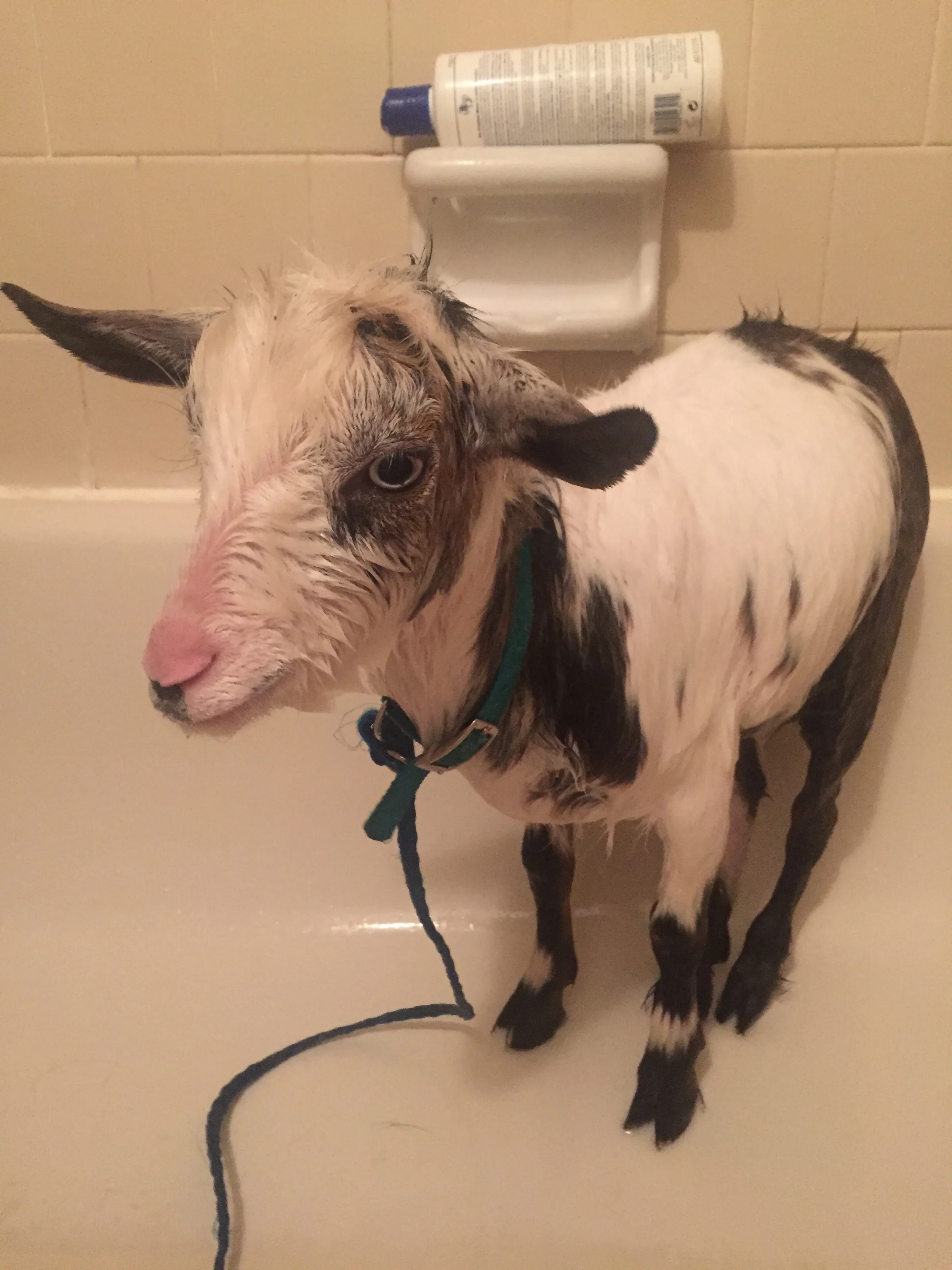 We had a pretty big storm come through a few weeks ago and I was going to let Prince stay inside so I gave him a bath. As you can see he was thrilled about it!