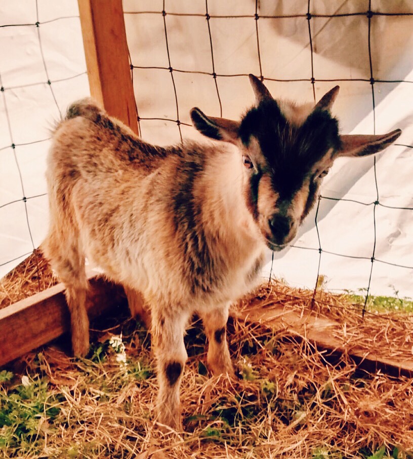 This is Mister! He is a pygmy and he jumps and plays on literally anything! It's too funny to watch.