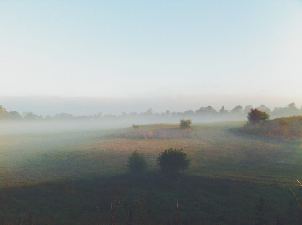 Green Carpet for the Fog