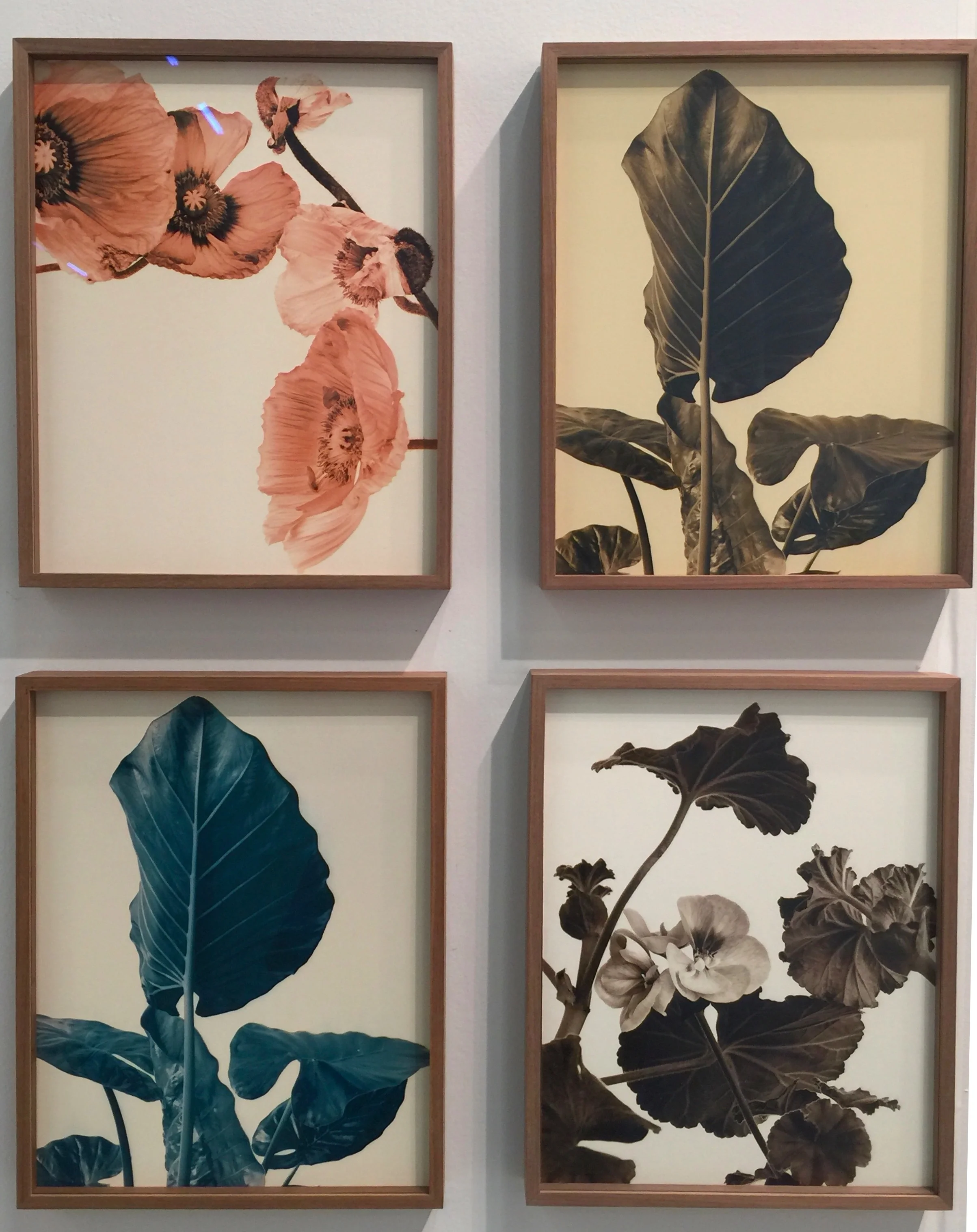 Ulrich Schmitt, Flower Studies, 2000-6, Exhibited by Galerie f5,6
